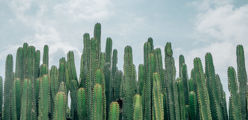 Cactées & succulentes