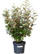 Eleagnus ebbingei dans pot terre cuite
