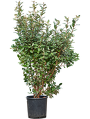 Eleagnus ebbingei dans pot terre cuite