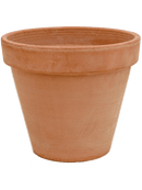 Eleagnus ebbingei dans pot terre cuite