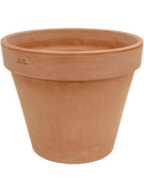 Eleagnus ebbingei dans pot terre cuite