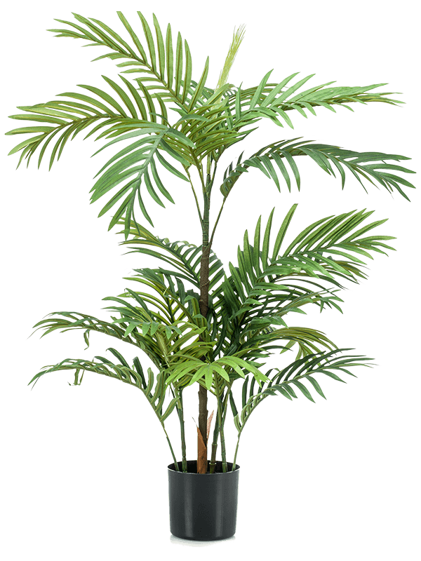 Pot Buisson (18 lvs.)