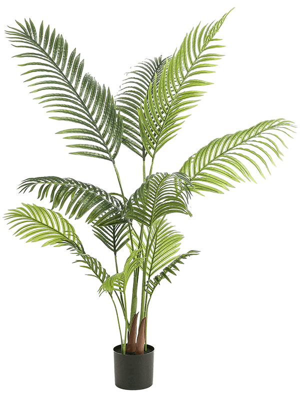 Pot Palm 12lvs 140cm