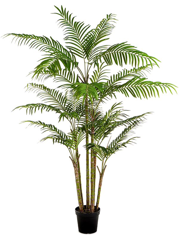 Pot 7' Palm (816 lvs.)