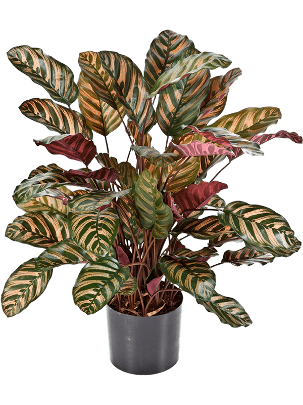 Pot Buisson Red (65 lvs.)