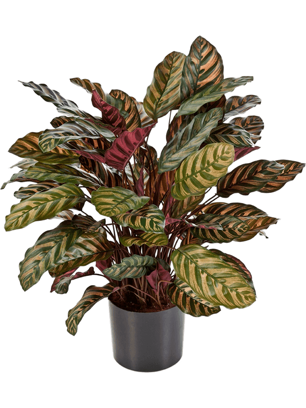 Pot Buisson Red (88 lvs.)