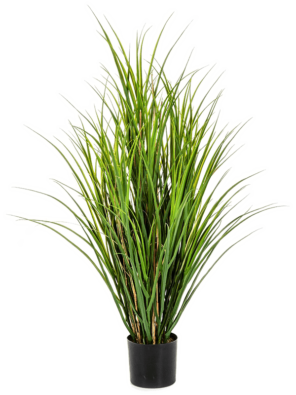 Pot Grass (110 cm)