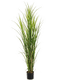 Pot Grass (165 cm)