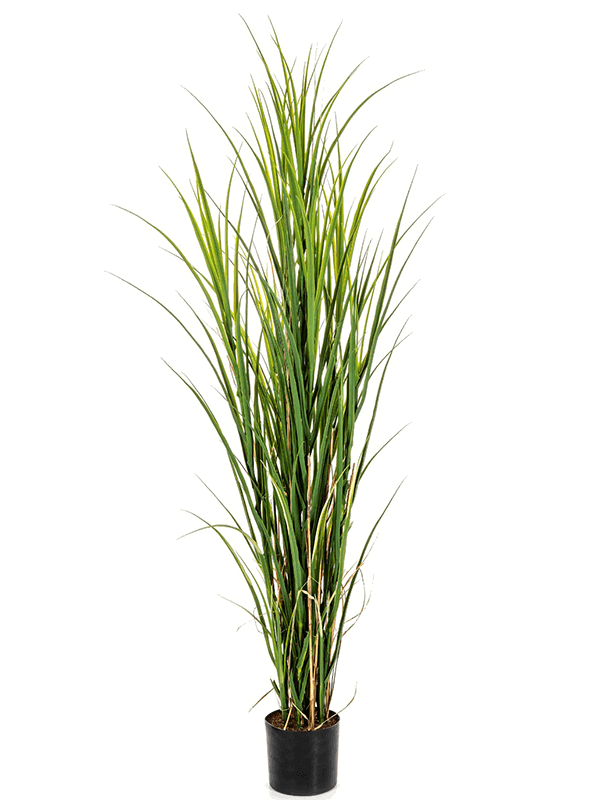 Pot Grass (165 cm)