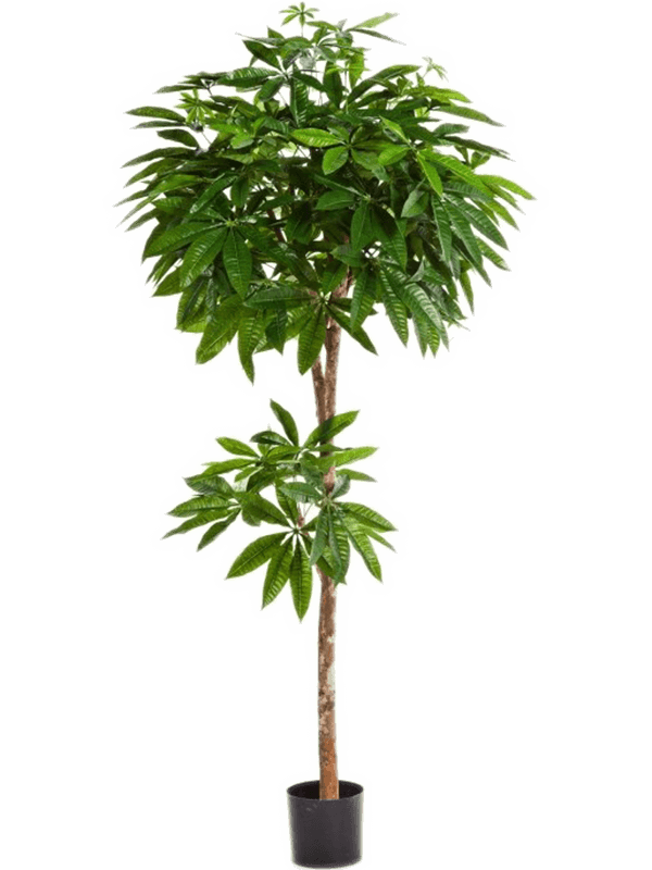 Pot Buisson (180 cm)