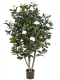 Pot Bush Tree White