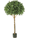 Pot Ball Tree (170 cm)