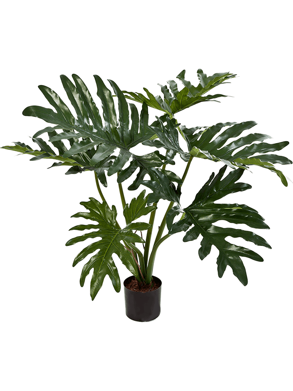 Pot Buisson (6 lvs.)