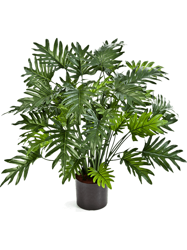 Pot Buisson (50 lvs.)