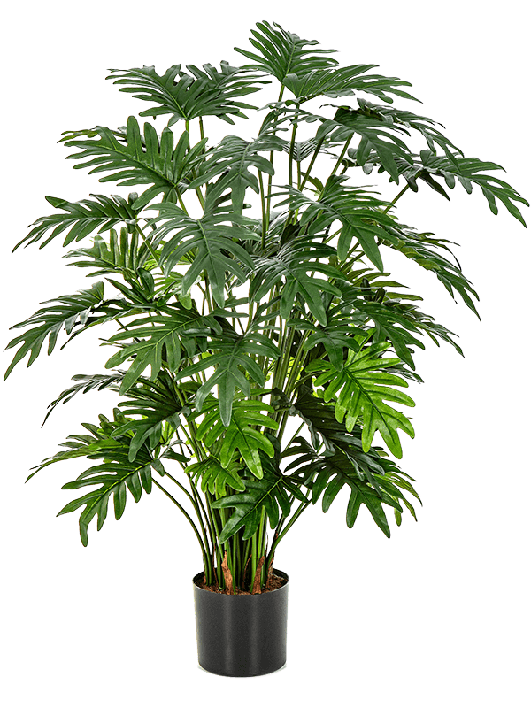 Pot Buisson (62x)