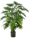 Pot Buisson (62x)