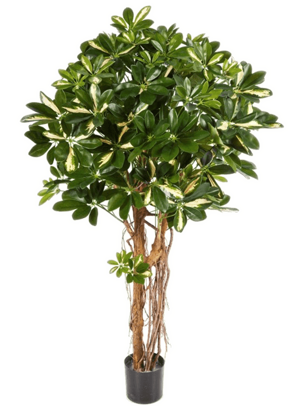 Pot Bush Tree (140 cm)