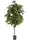 Pot Tree (170 cm)