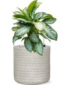 Pot angle cylinder blanche