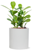 Pot essential cylinder blanche