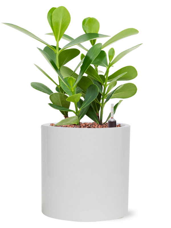 Pot essential cylinder blanche