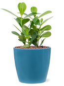 Pot feliz couple bleue