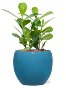 Pot feliz globe bleue