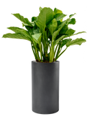 Pot basic cylinder grise