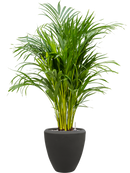 Dypsis (Areca) lutescens en Baq Polystone Plain Terre (Vulkastrat)