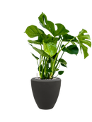 Pot polystone couple anthracite