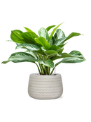 Pot angle darcy blanche