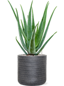 Pot angle cylinder anthracite