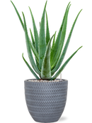 Pot angle couple grise