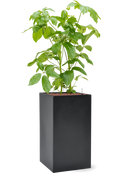 Pot basic square grise