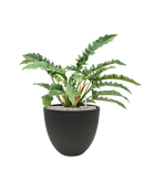 Pot rough couple noire