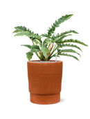 Pot chao cylinder orange