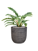 Pot nature rib couple anthracite
