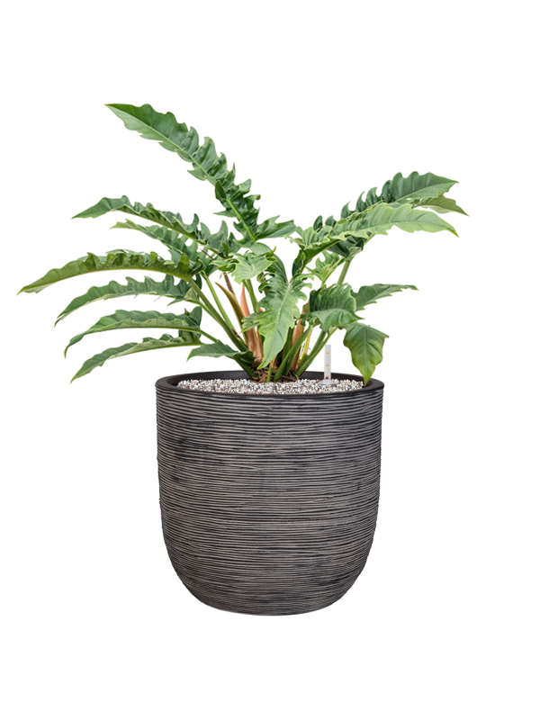 Pot nature rib couple anthracite