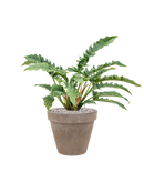 Pot terra cotta couple grise