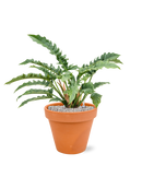 Pot terra cotta couple orange