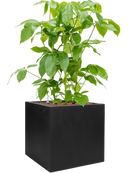 Pot natural cube noire