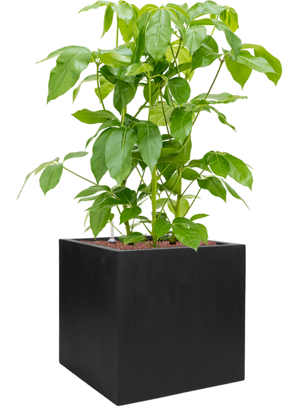 Pot natural cube noire