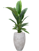 Pot nature rib emperor beige