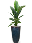 Pot plain partner multicolore