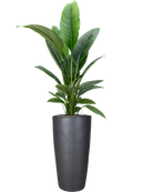 Pot plain partner anthracite