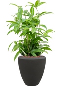 Pot polystone couple anthracite