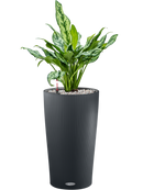 Pot color partner grise