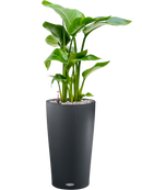 Pot color partner grise