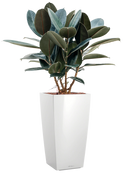 Pot premium kubis blanche