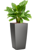 Pot premium kubis anthracite